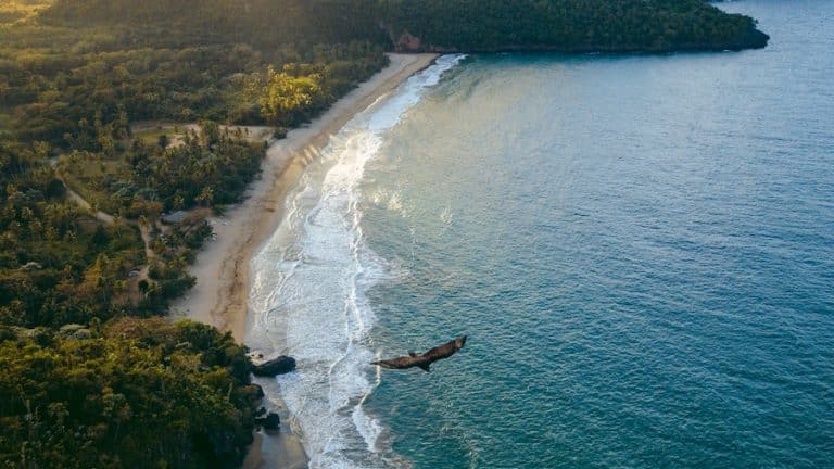 top view of brown flying eagle above seashore